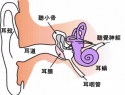 耳咽管開放症(Patulous Eustachian tube)