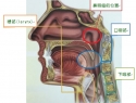 鼻咽癌